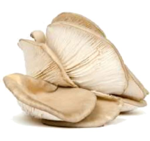 Oyster Mushrooms (400g)