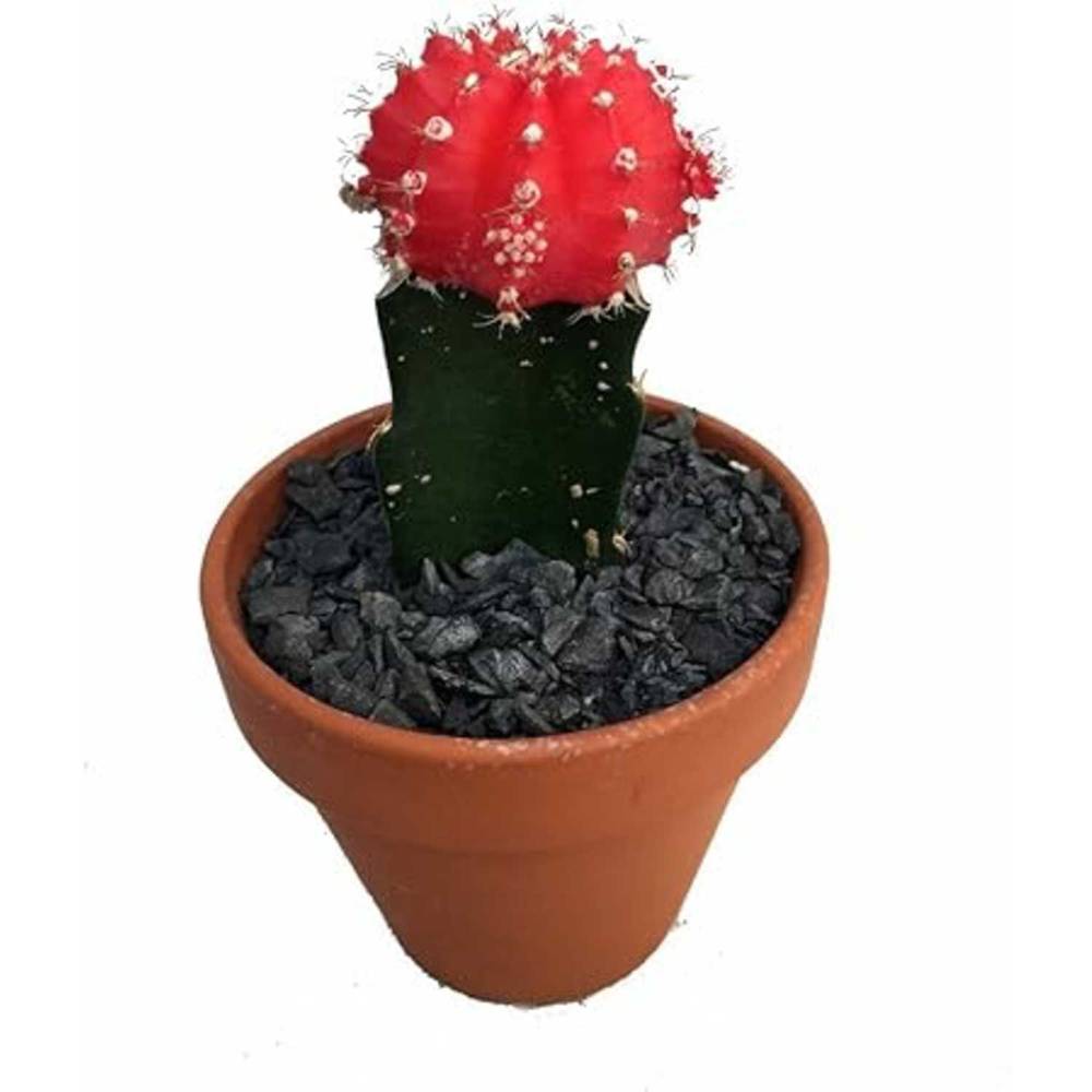 Moon Cactus in Clay Pot (3")