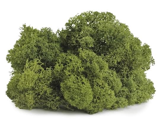 SuperMoss Preserved Reindeer Moss, 11.5 x 9.5 in