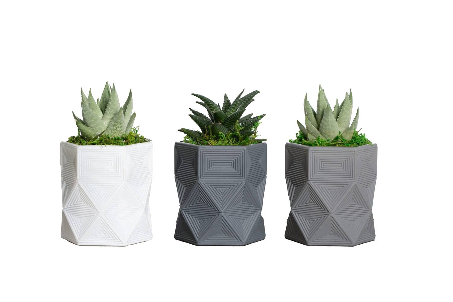 LiveTrends Artic Lines- Succulents House Plant Pot | ASB03576