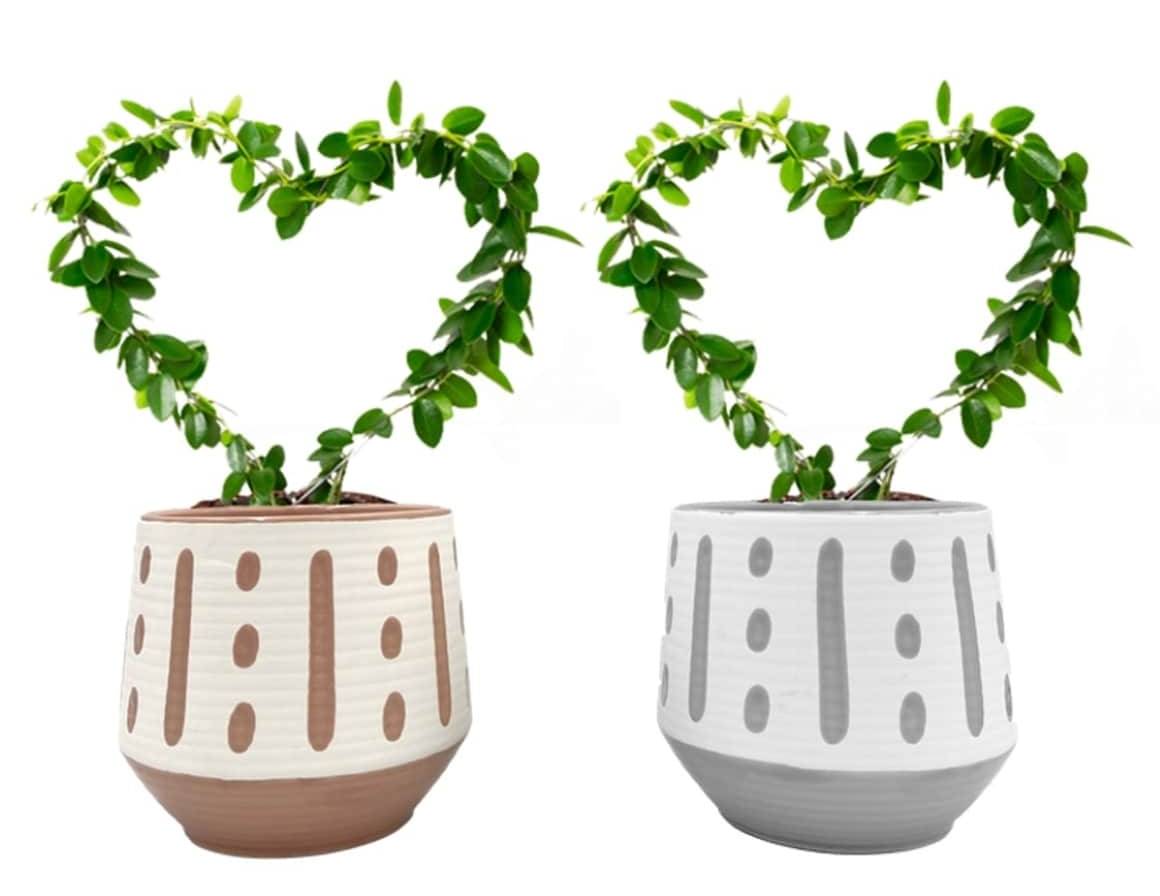 LiveTrends Petite Brushwork House plant in 12 Ounce(s) Pot 1 -Pack | ASB07661