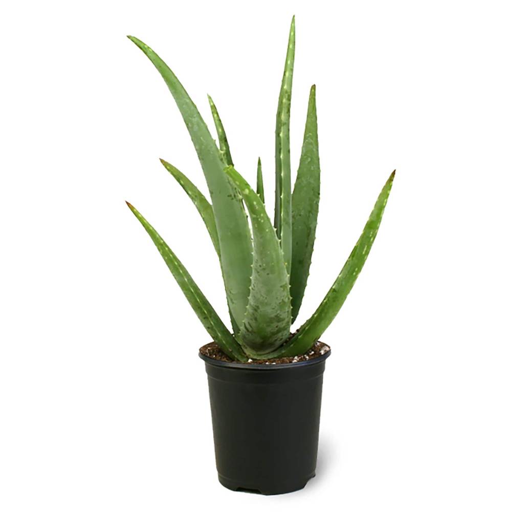 Lowe's Aloe Vera in 2.5-Quart Pot | NURSERY