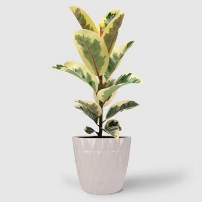 Good Little Garden Foliage Plant, 8 in