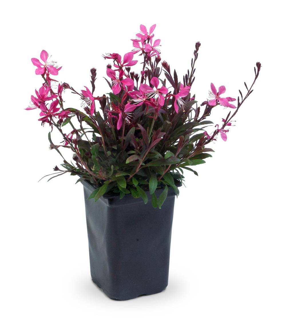 Lowe's Multicolor Gaura Plant in 1.5 -Gallon Pot 1.0 -Pack | NURSERY
