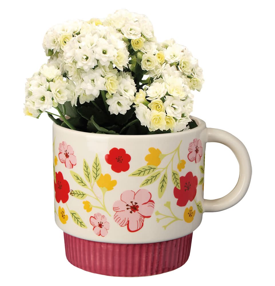 Kalanchoe in Mug
