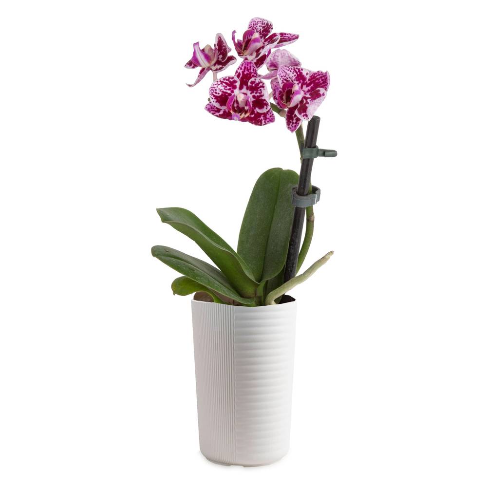 Lowe's Mixed Phalaenopsis Orchid House Plant in 4-oz Planter | NURSERY