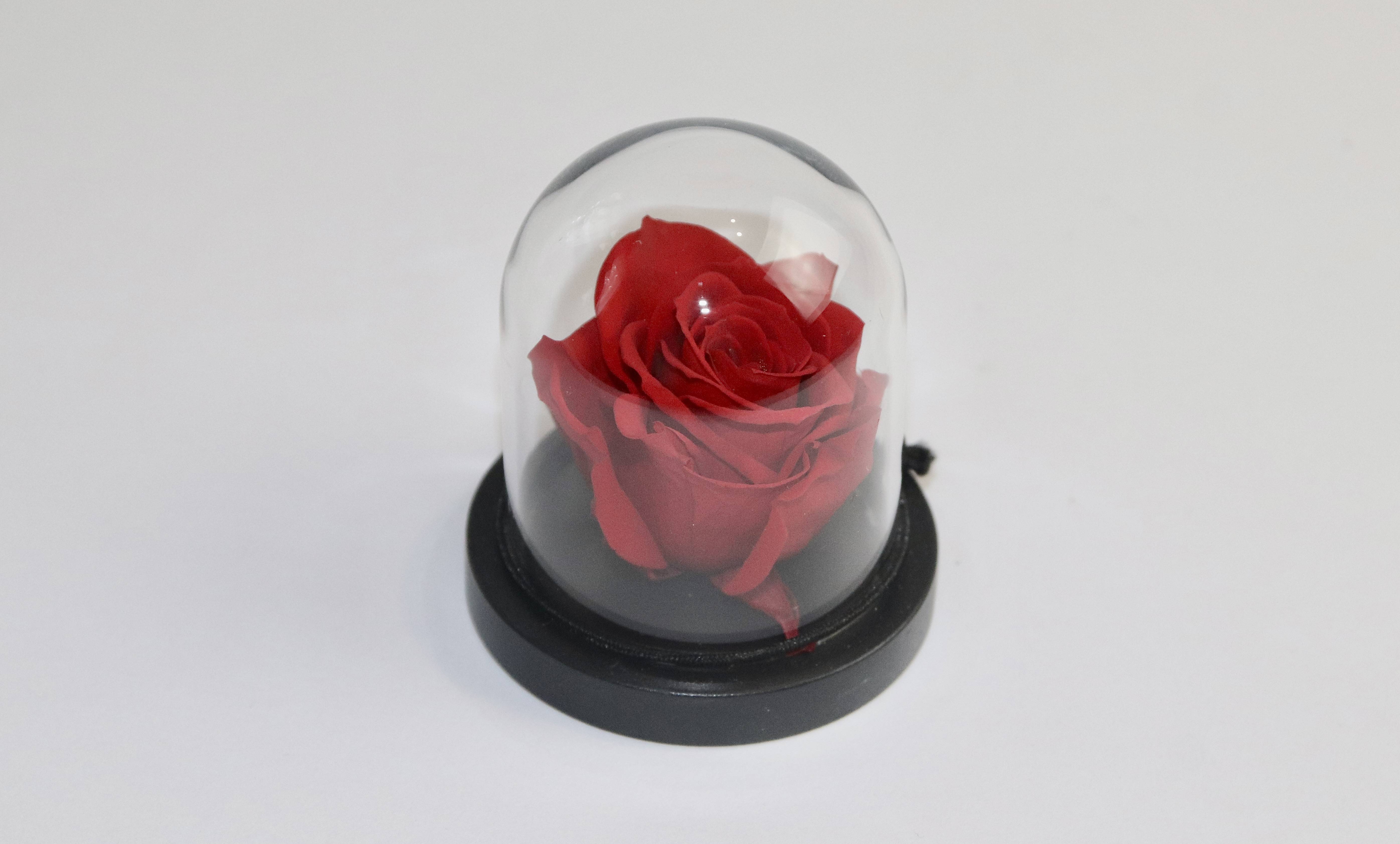 Rose éternelle sous cloche 