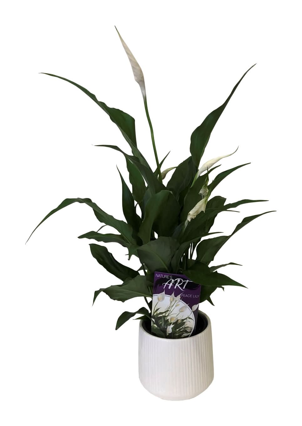 90mm Peace Lily In Ceramic - Spathiphyllum