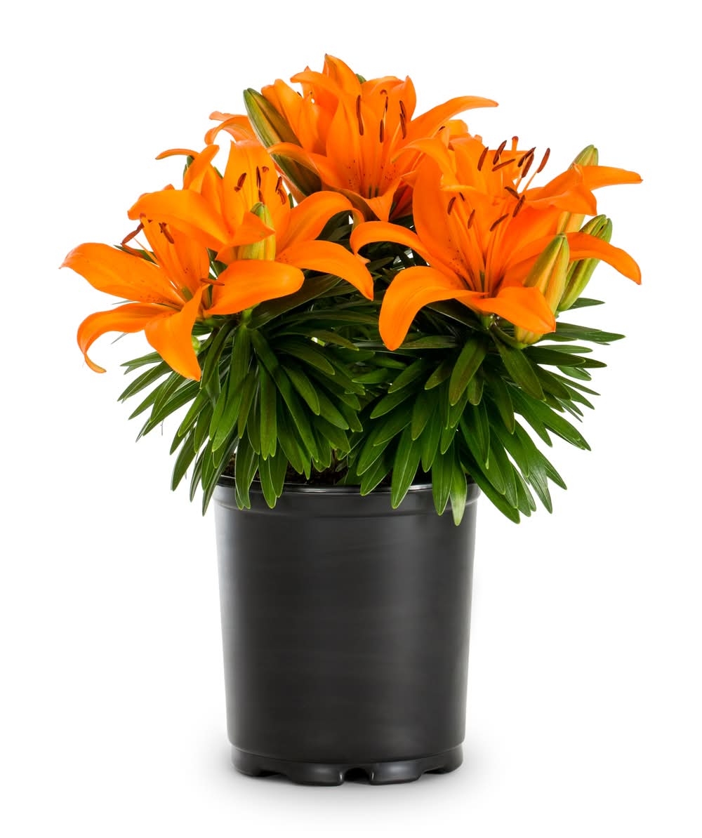 Lowe's Asiatic Lily Plant in 2.5 -Quart