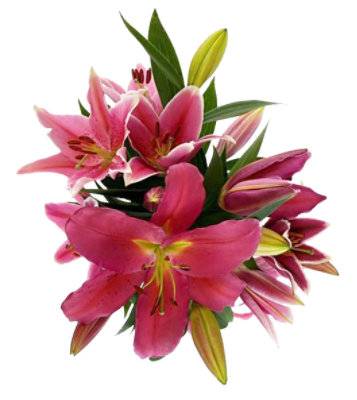 Signature Select Oriental Lily Assorted Colors 3 Stem - Each