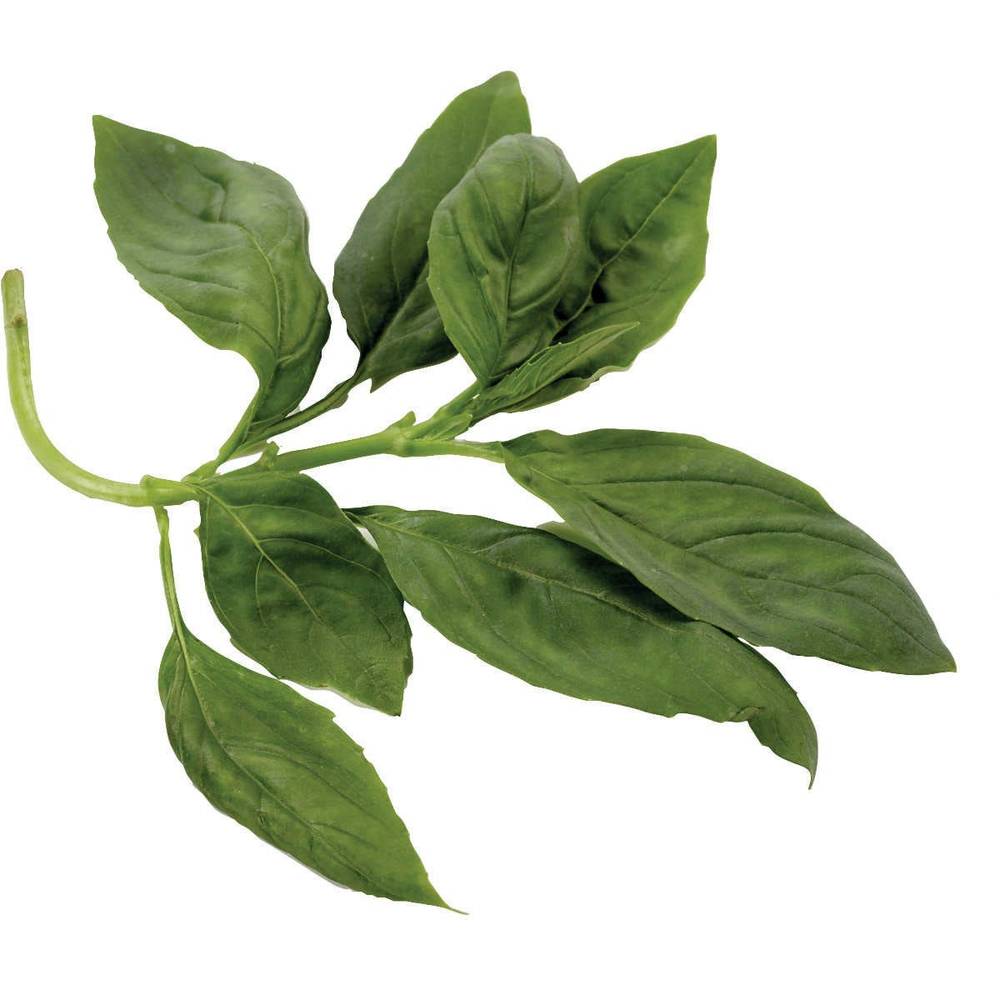 Basil Fresh Herbs 4 Bunch Bag