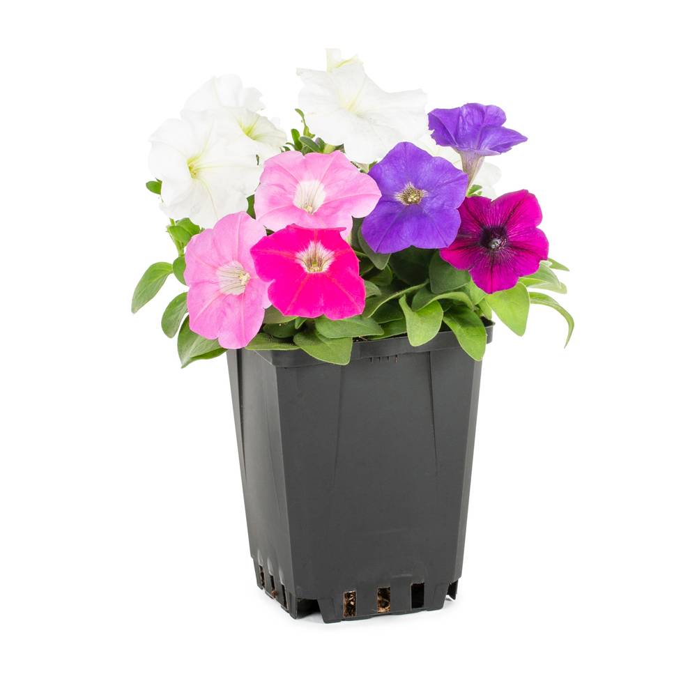 Lowe's Multicolor Petunia in 1-Pint Pot | NURSERY