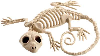 Sea Gecko Skeleton - Each