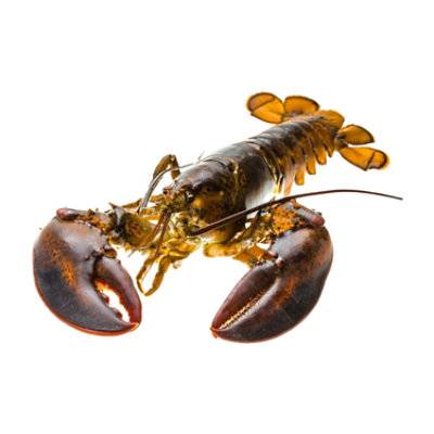 Lobster Live 1.5-2 Lb - Each