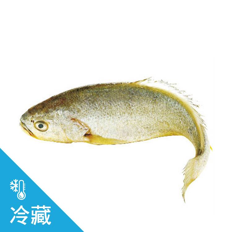 黃魚 300~500g/尾-尾#659175