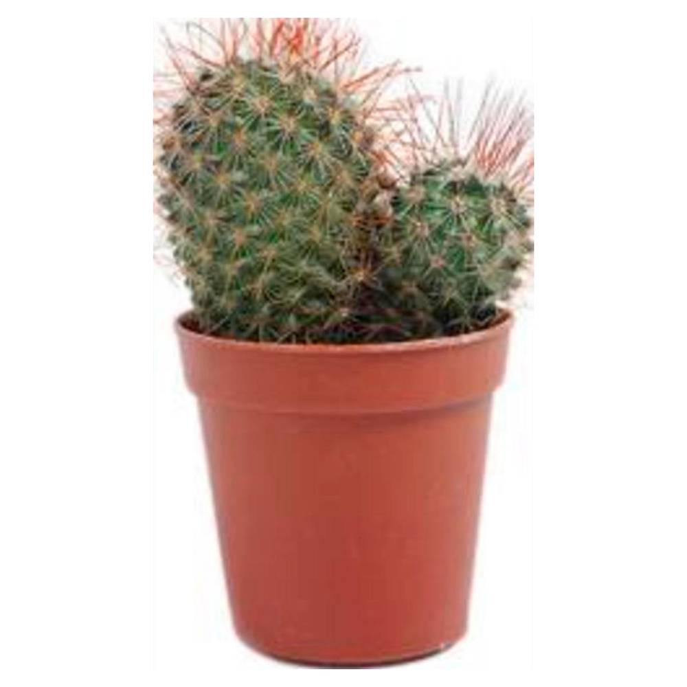 Holambra cactus mini (pote 06)