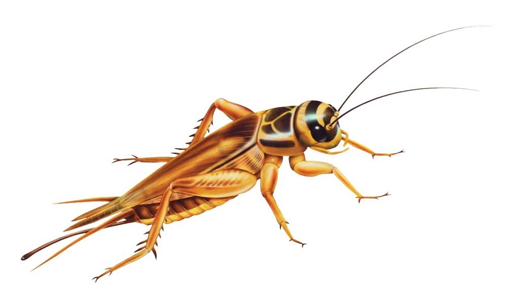 Live Crickets (Color: Assorted, Size: Large)