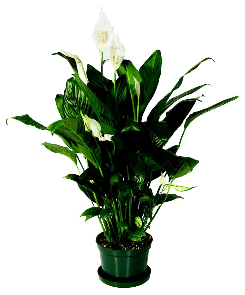 Spathiphyllum Plant, 10 in