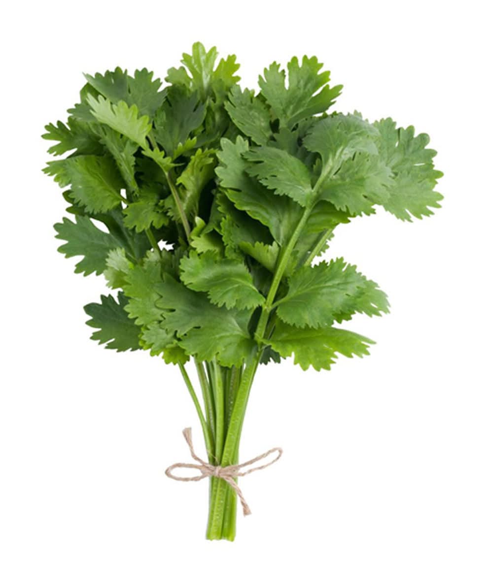 Nature's Greens Fresh Cilantro Bunch Herb