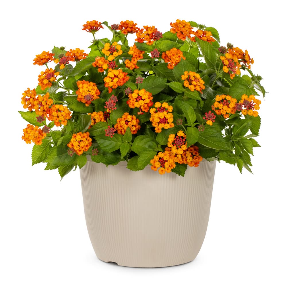 Lowe's 1.75 Gallon(s) Multicolor Lantana 1 -Pack - Low Maintenance