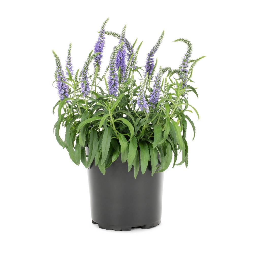 Lowe's Multicolor Veronica Plant in 2.5-Quart Pot | 50048