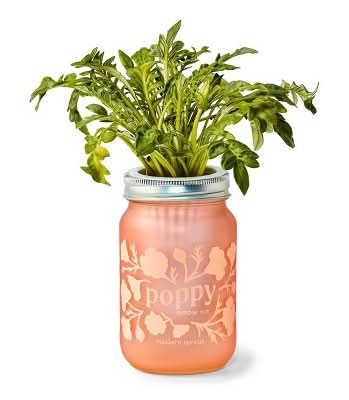 Modern Sprout Poppy Purple Pint Jar Grow Kit