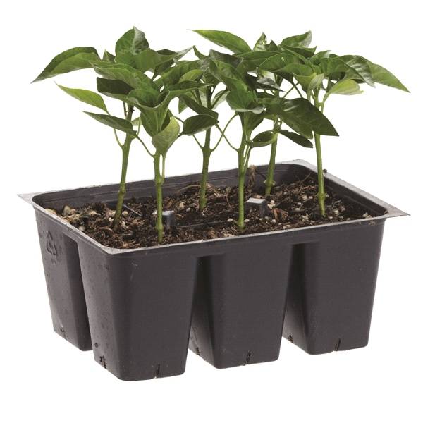 Bonnie Plants 606 Pack Pepper - Bonnies Green Bell