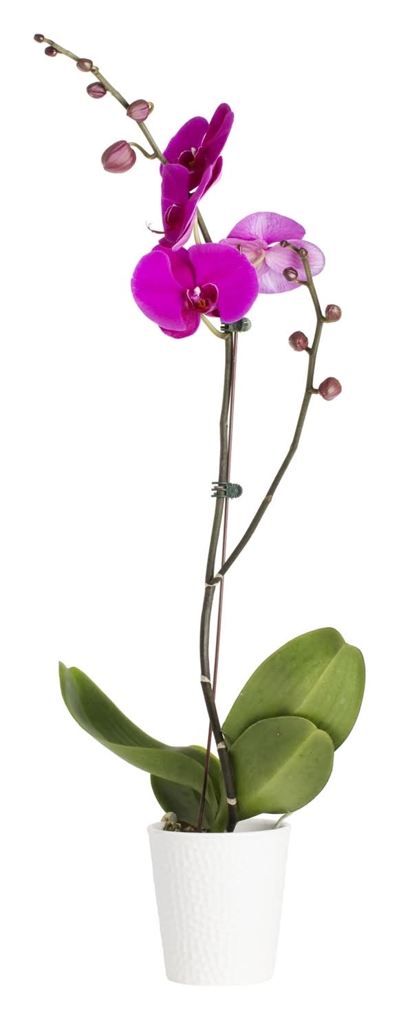 120mm Moth Orchid - Phalaenopsis Orchid with Ceramic Pot