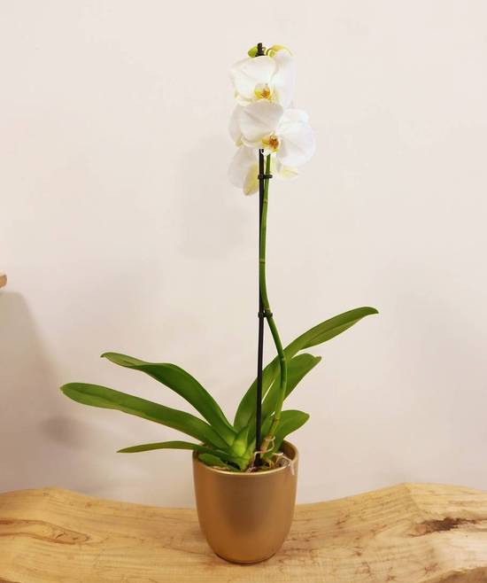 Orchidée blanche - 1 tige