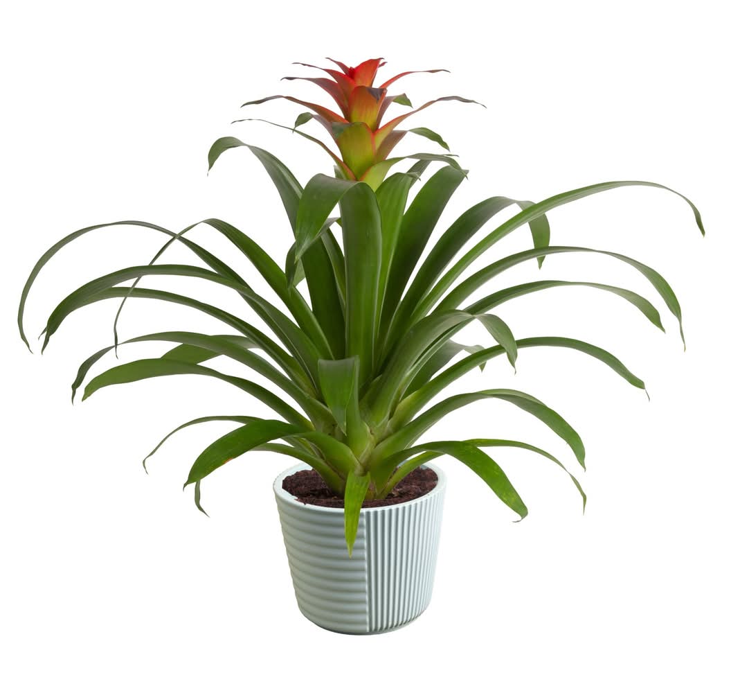 Costa Farms Mixed Specialty Bromeliad House plant in 1.25 Pint(s) Planter 1 -Pack | N/A