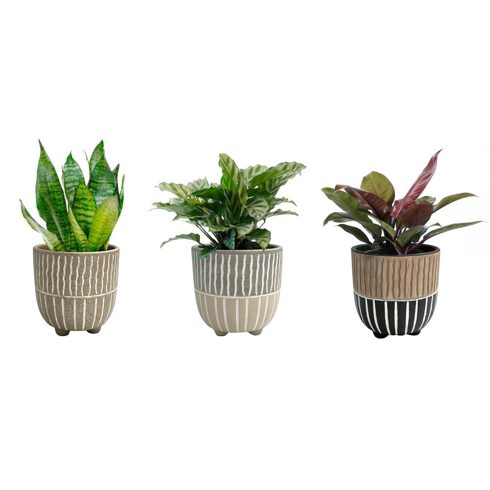 LiveTrends Tectonic House Plant in 12-oz Pot | ASB06601