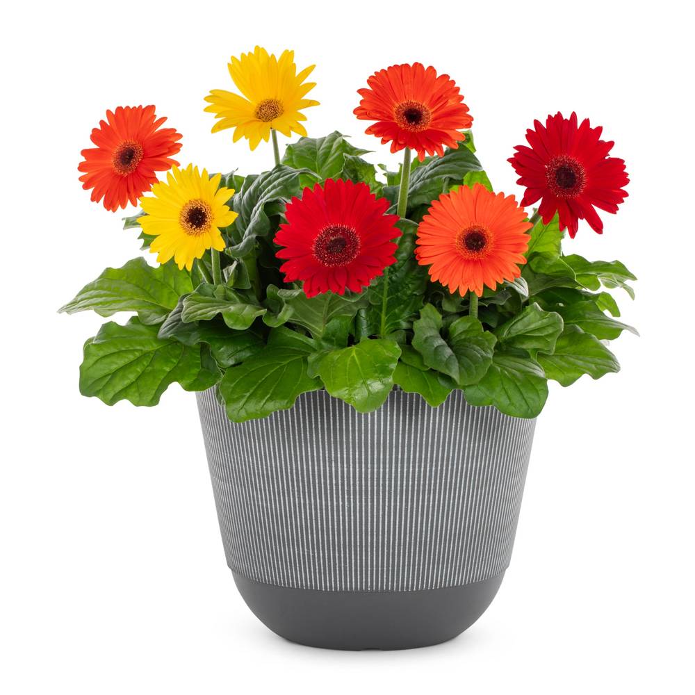 Lowe's Gerbera Daisy in 2.5 Gallon(s) | NURSERY