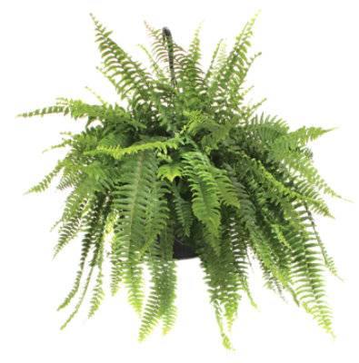 Fern Boston 10 In - 10 In