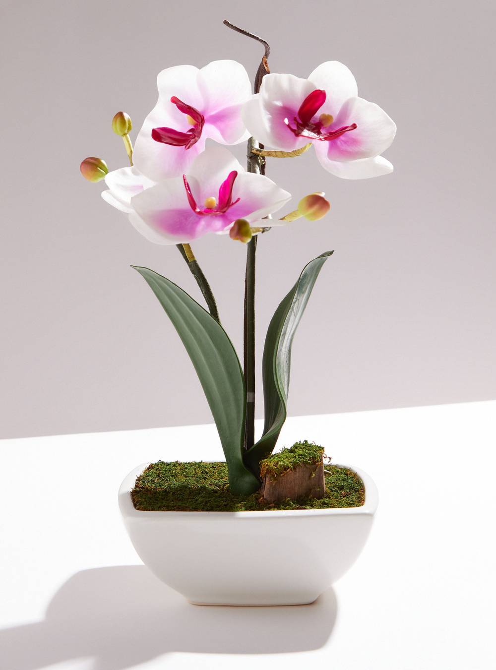 Sarah miller orquídea rosada mediana (1 un)
