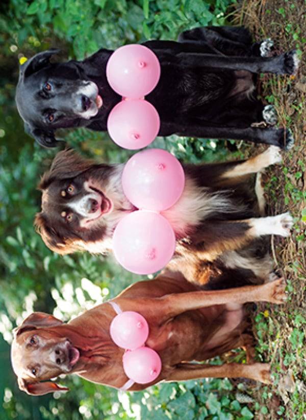 Avanti Card Bday Three 3 Dogs With Pink