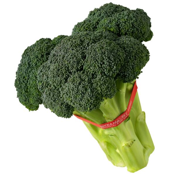 Bunch Broccoli Wrapped