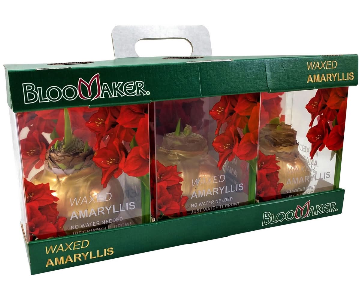 BlooMaker Waxed Amaryllis, 3-pack