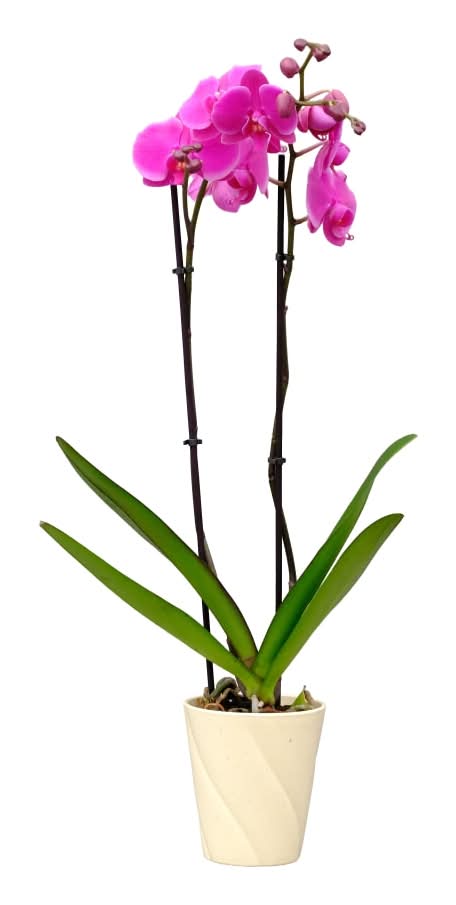 Bloom Haus Potted Orchid, 5 in