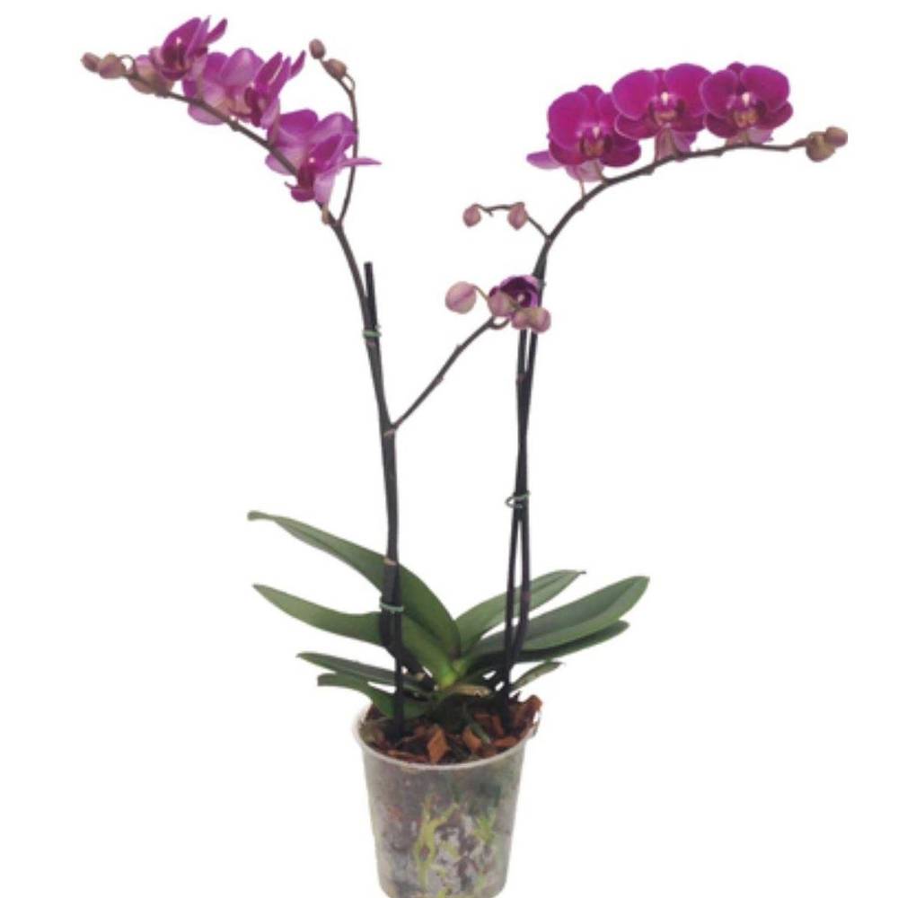 Cooperflora orquídea multiflora (pote 15)