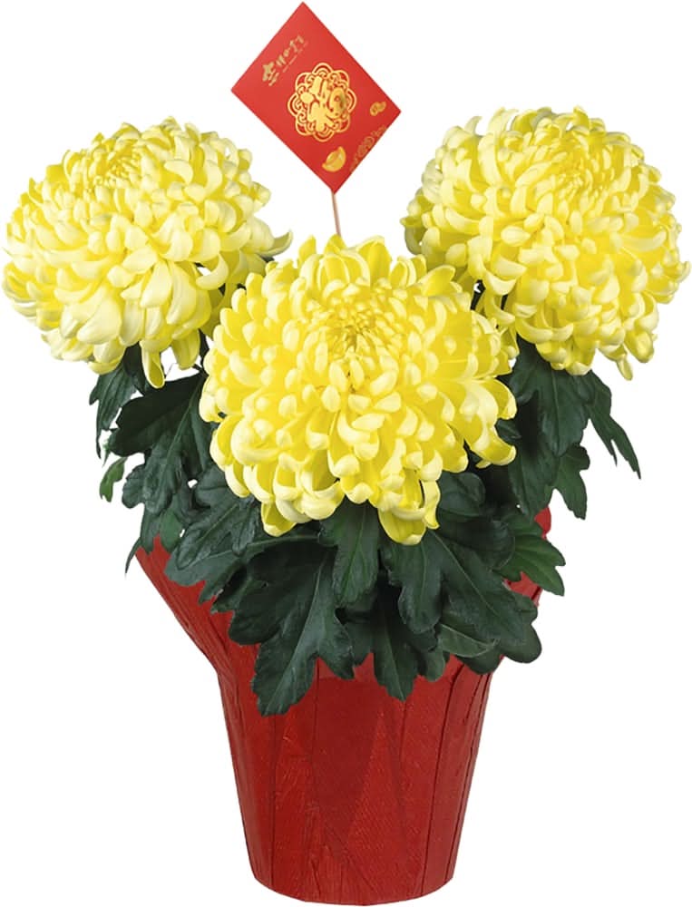 Andy Mast Greenhouses Lunar New Year Mum With Pot, 6 in