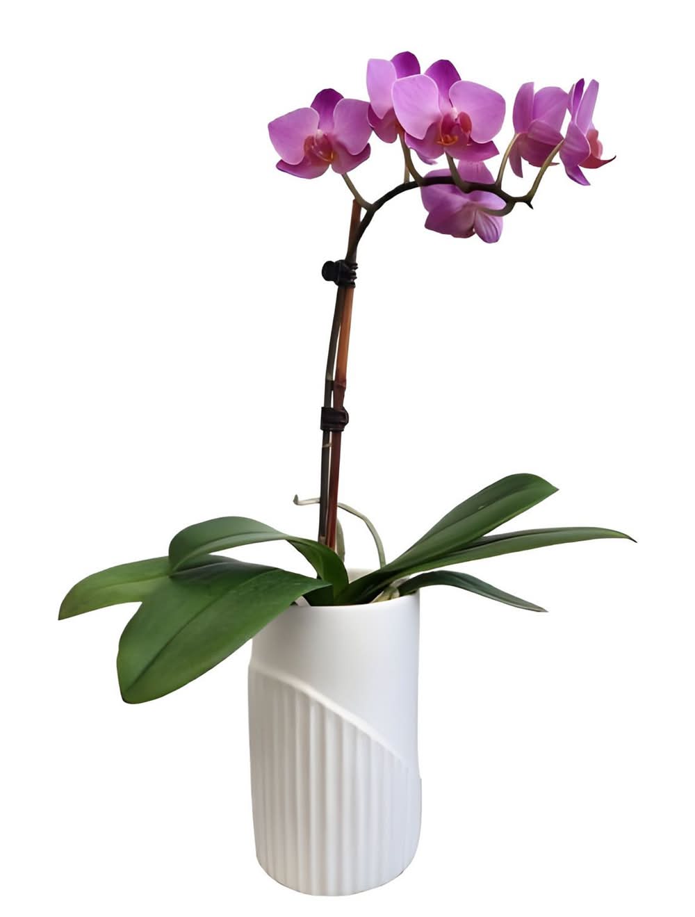 The Fresh Grower Live Mini Orchid Plant, 4 in