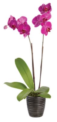 Overjoyed Boutique Orchid Belita Ceramic, 3 in