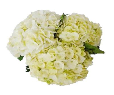 Debi Lilly Hydrangea White 3 Stem