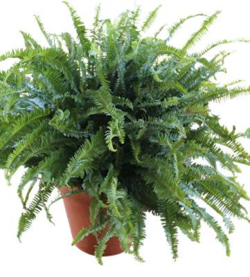 Large Fern Mixed Bin Boston/Kimberly/Macho - 88 Oz