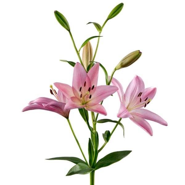 Lily Asiatic, Bunch