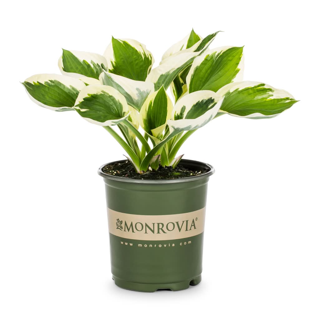 Lowe's Multicolor Minuteman Hosta Plant in 1 -Quart Pot 1 -Pack