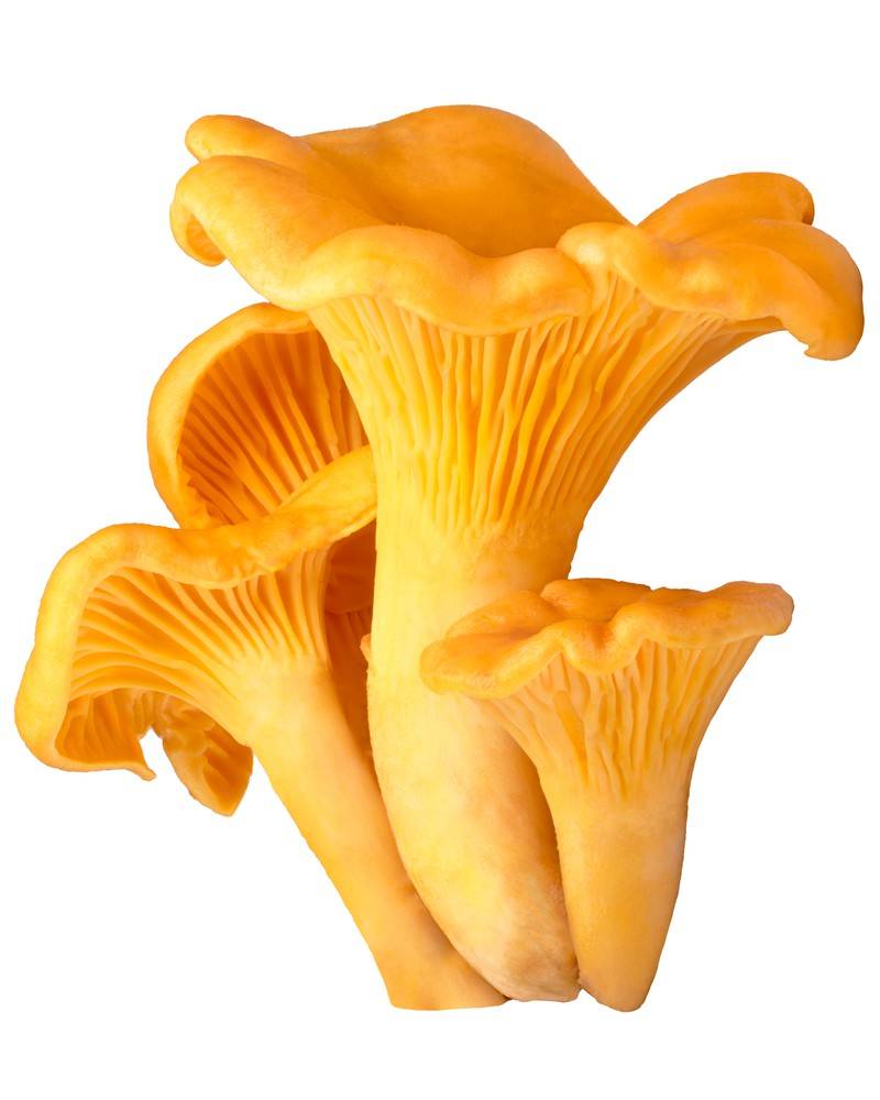 Chanterelle Mushrooms