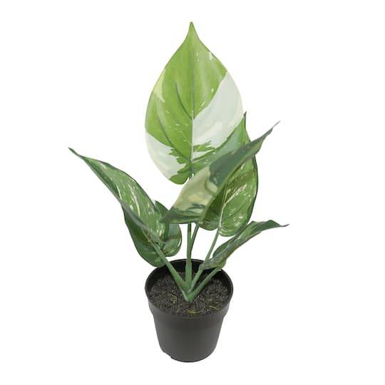 11" Potted Green Pothos Plant By Ashland