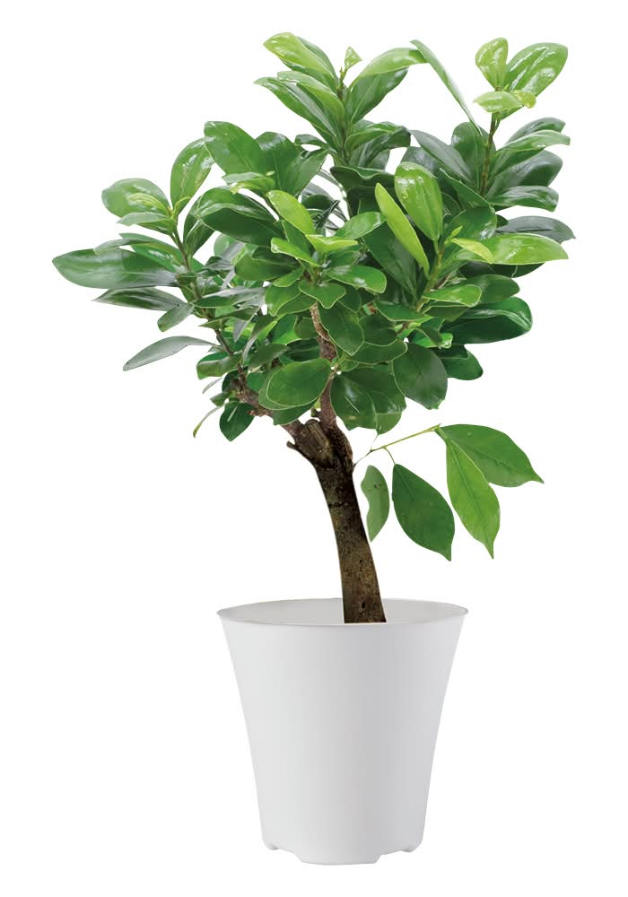 Whte Gardenia Bonsai Tree