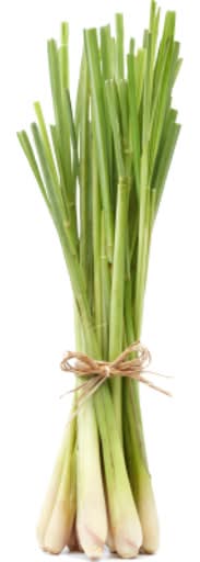 Lemon Grass Bunch
